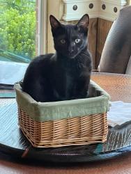 Lost Male Cat last seen Sunset Cove Ct. FTW, Fort Worth, TX 76179