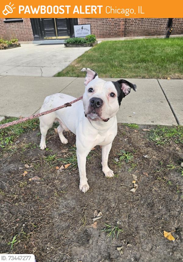 Found/Stray Male Dog last seen Walton and Campbell, Chicago, IL 60622
