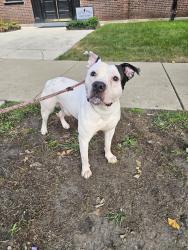 Found/Stray Male Dog last seen Walton and Campbell, Chicago, IL 60622