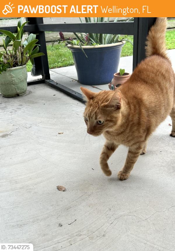 Found/Stray Unknown Cat last seen Bonanza, Wellington, FL 33467