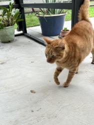 Found/Stray Unknown Cat last seen Bonanza, Wellington, FL 33467