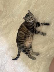 Lost Male Cat last seen between California&Cashmere on Janette, Port St. Lucie, FL 34953