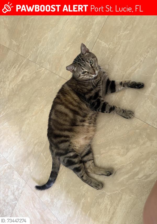 Lost Male Cat last seen between California&Cashmere on Janette, Port St. Lucie, FL 34953