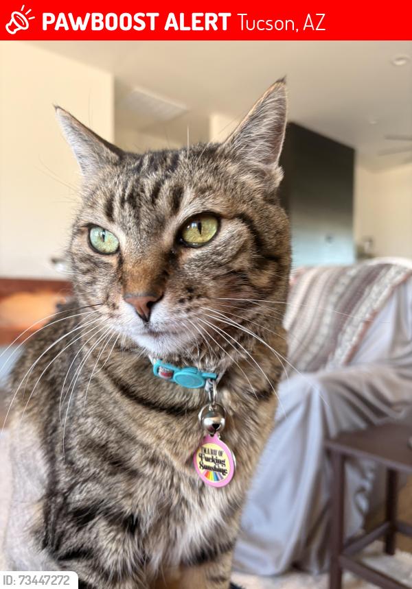 Lost Female Cat last seen Ironwood Hill and El Moraga., Tucson, AZ 85745