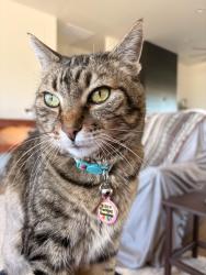 Lost Female Cat last seen Ironwood Hill and El Moraga., Tucson, AZ 85745