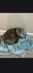 Reunited Female Cat last seen Near knox court, Norcross, GA 30092