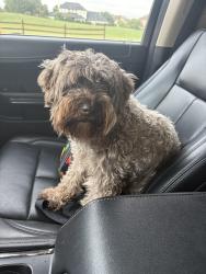 Found/Stray Male Dog last seen Turnel Warnell Rd, Arlington, TX 76001