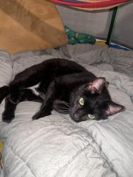 Lost Male Cat last seen UAH neighborhood, Huntsville, AL 35816