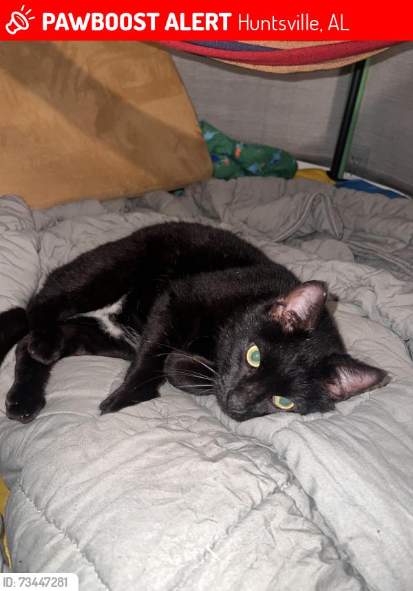 Lost Male Cat last seen UAH neighborhood, Huntsville, AL 35816