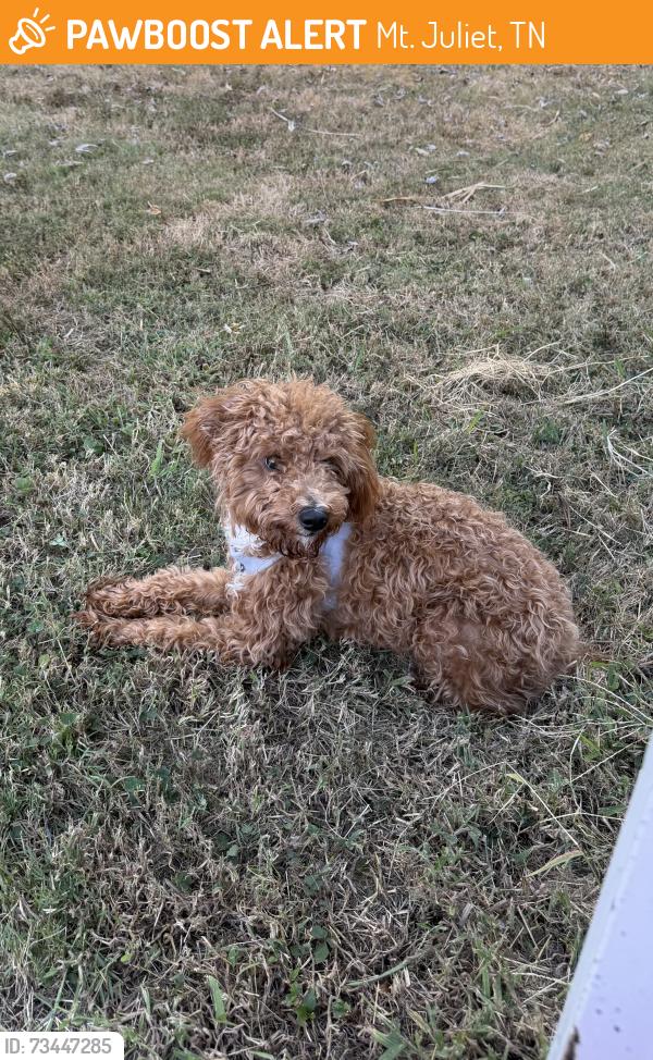 Found/Stray Male Dog last seen Meadowview drive, Sunset drive, Mt. Juliet, TN 37122