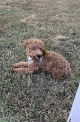 Found/Stray Male Dog last seen Meadowview drive, Sunset drive, Mt. Juliet, TN 37122