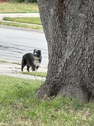 Found/Stray Unknown Dog last seen Starnes and Evergreen, North Richland Hills, TX 76182