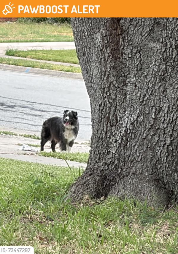 Found/Stray Unknown Dog last seen Starnes and Evergreen, North Richland Hills, TX 76182
