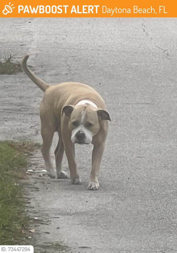 Found/Stray Male Dog last seen Kennedy road and 6th street, Daytona Beach, FL 32117