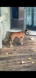 Lost Male Dog last seen SW 72nd st and Palmetto expressway, Miami, FL 33144