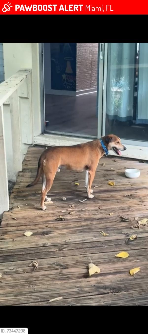 Lost Male Dog last seen SW 72nd st and Palmetto expressway, Miami, FL 33144
