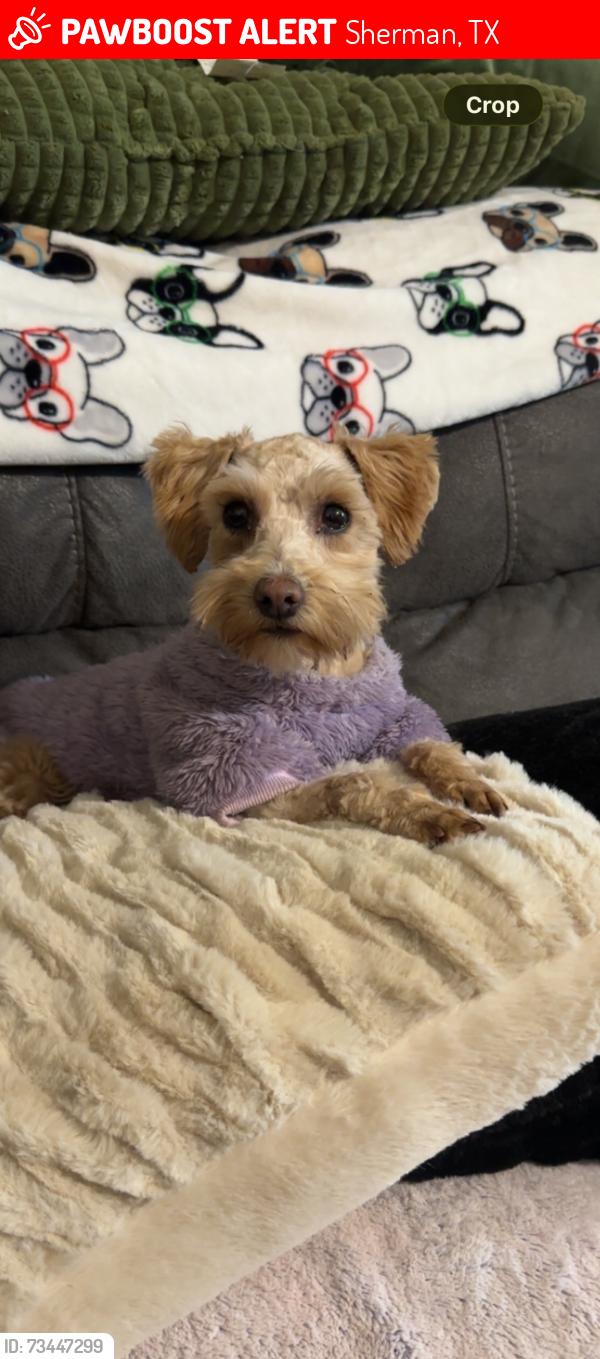 Lost Female Dog last seen Quail run road, Sherman, TX 75092