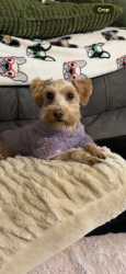 Lost Female Dog last seen Quail run road, Sherman, TX 75092