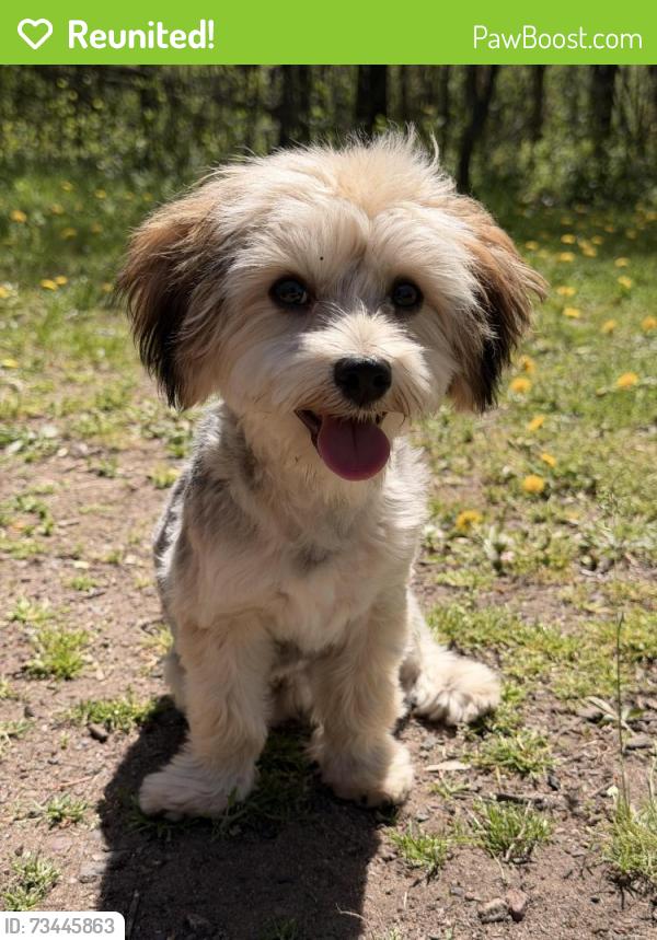 Reunited Male Dog last seen Ashwood, Saint Paul, MN 55125