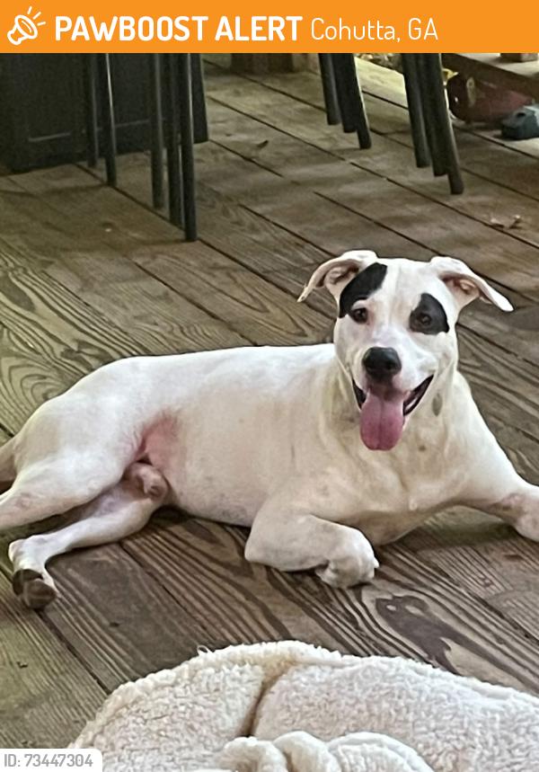 Found/Stray Male Dog last seen Cohutta Beaverdale Road and McGaughey Chapel Road, Cohutta, GA 30710