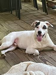 Found/Stray Male Dog last seen Cohutta Beaverdale Road and McGaughey Chapel Road, Cohutta, GA 30710