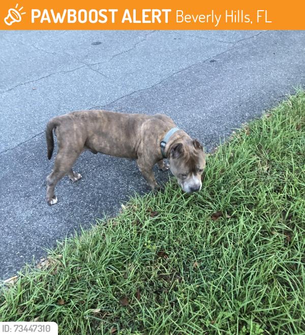 Found/Stray Male Dog last seen Columbus and Roosevelt, Beverly Hills, FL 34465