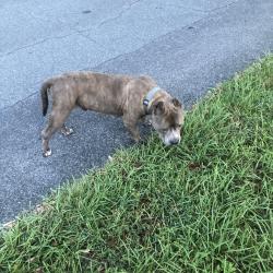 Found/Stray Male Dog last seen Columbus and Roosevelt, Beverly Hills, FL 34465