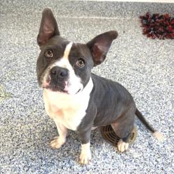 Shelter Stray Male Dog last seen , 328 Furman Hall Rd, Greenville, SC 29609, USA