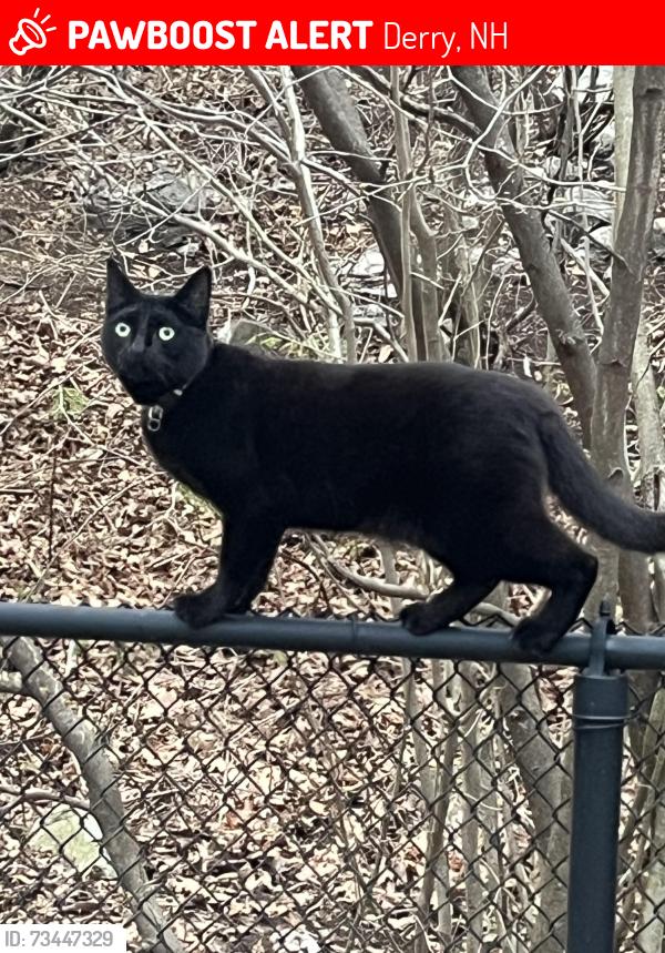 Lost Female Cat last seen Lane rd Derry NH, Derry, NH 03038
