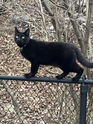 Lost Female Cat last seen Lane rd Derry NH, Derry, NH 03038