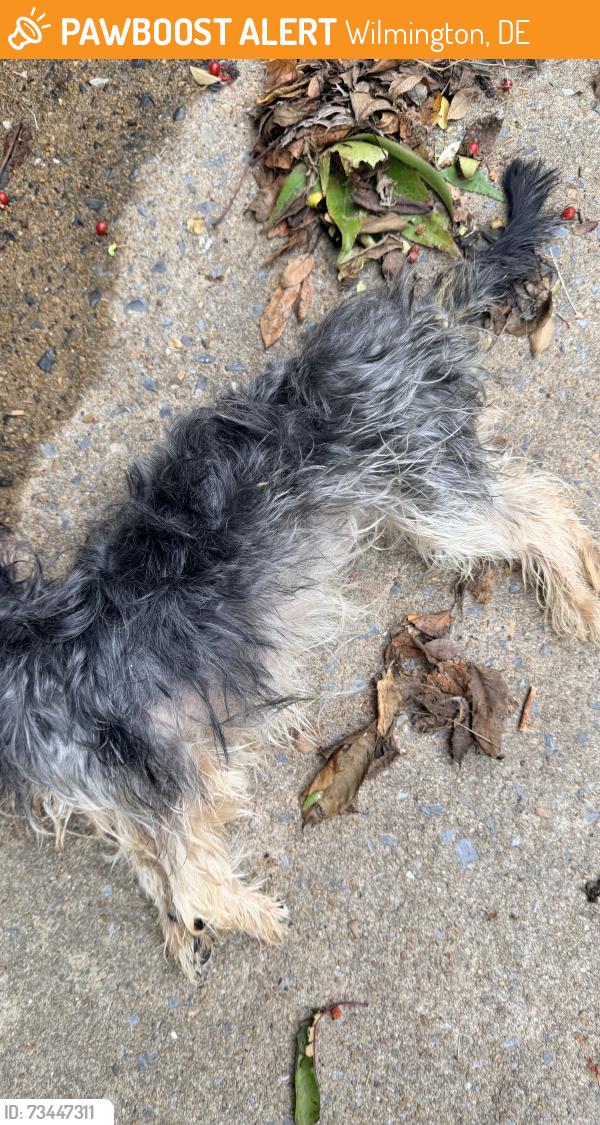Found/Stray Unknown Dog last seen Under train bridge on Shipley rd, Wilmington, DE 19809