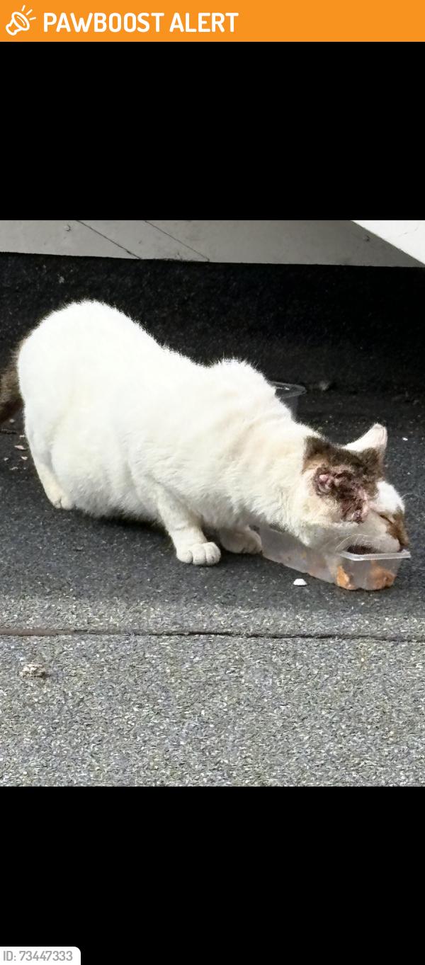 Found/Stray Unknown Cat last seen Boundary Road uk, Brighton and Hove, England 