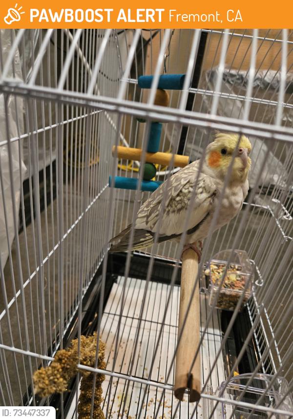 Found/Stray Unknown Bird last seen Petsmart in Fremont hub, Fremont, CA 94538