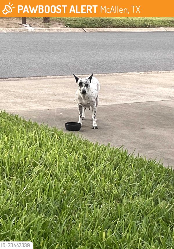 Found/Stray Female Dog last seen Fern & N. 10th, McAllen, TX 78501