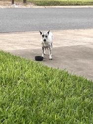 Found/Stray Female Dog last seen Fern & N. 10th, McAllen, TX 78501