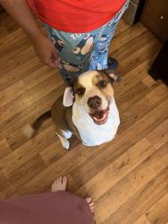 Reunited Male Dog last seen Graham Rd and Sunset Trl, College Station, TX 77845