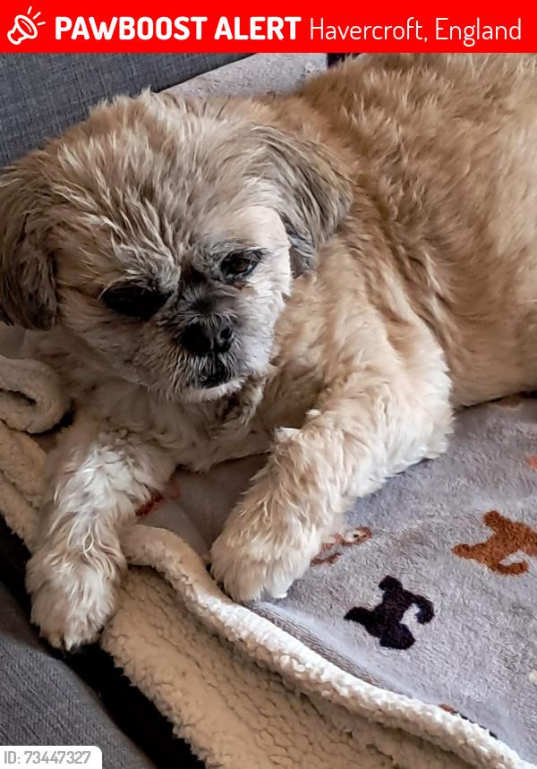 Lost Female Dog last seen Havercroft,wakefield, Havercroft, England 