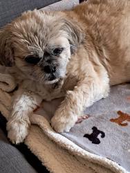Lost Female Dog last seen Havercroft,wakefield, Havercroft, England 
