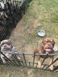 Found/Stray Male Dog last seen Pulp mill community, Leesburg, FL 34748