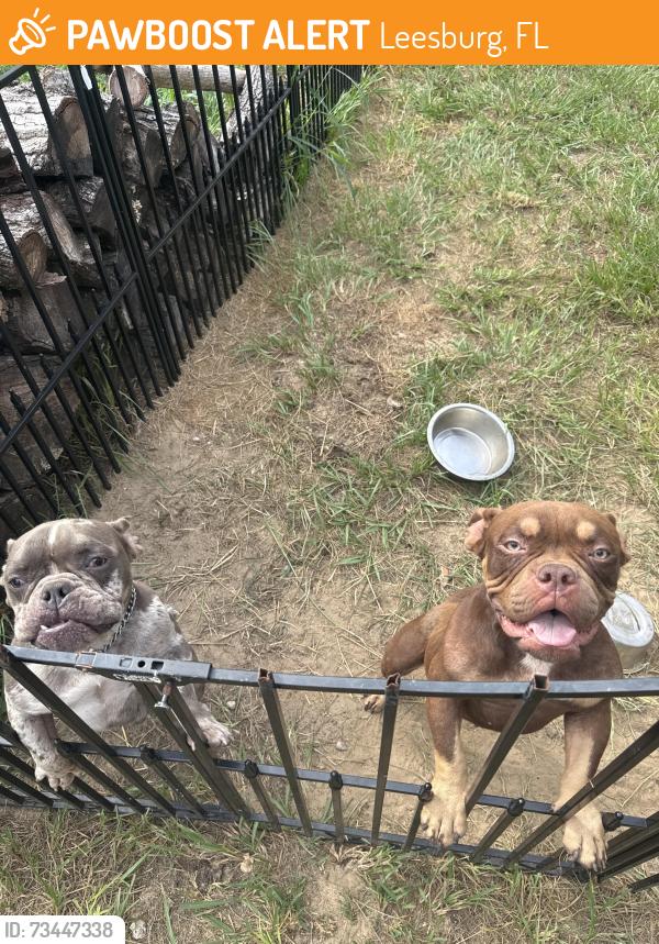 Found/Stray Male Dog last seen Pulp mill community, Leesburg, FL 34748