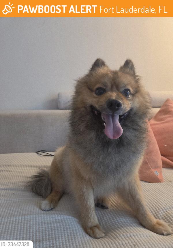 Found/Stray Male Dog last seen 59th street, Fort Lauderdale, FL 33308