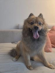 Found/Stray Male Dog last seen 59th street, Fort Lauderdale, FL 33308