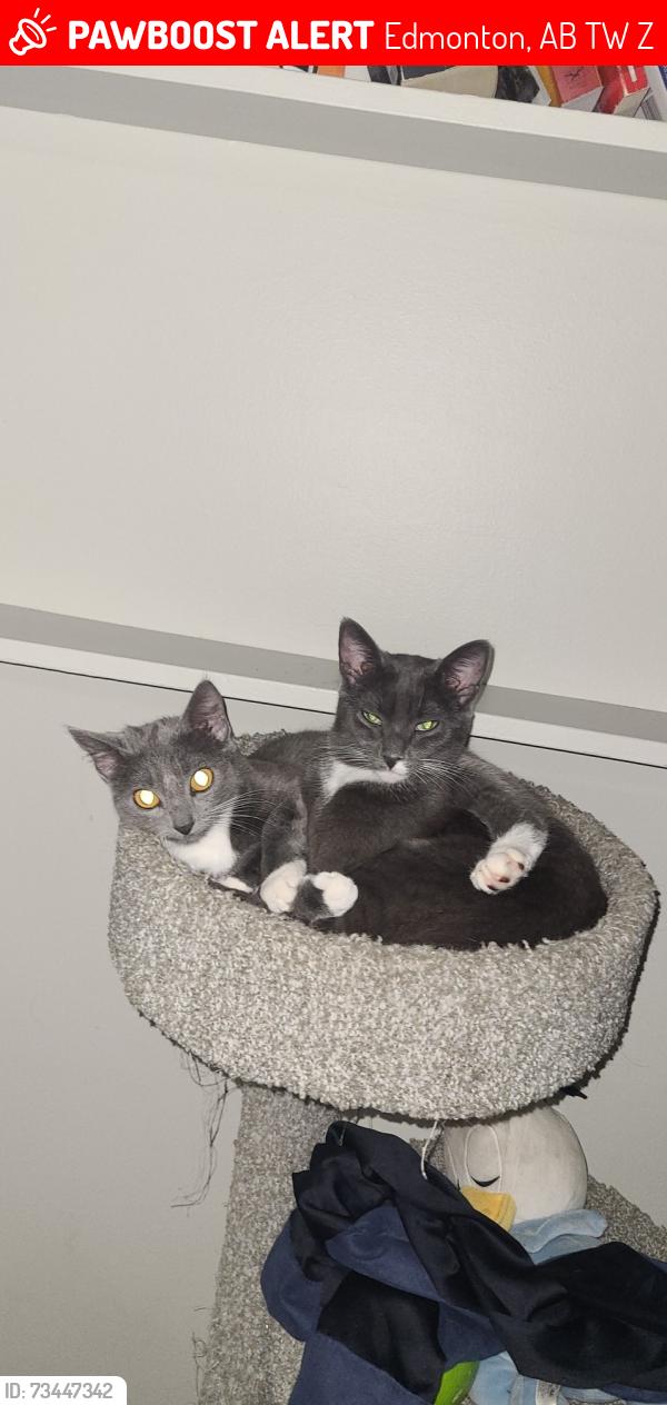 Lost Female Cat last seen Tim hortons, Edmonton, AB T5W 0Z3