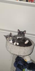 Lost Female Cat last seen Tim hortons, Edmonton, AB T5W 0Z3