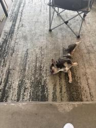 Found/Stray Unknown Dog last seen Chesapeake, Heathridge, TX 75126