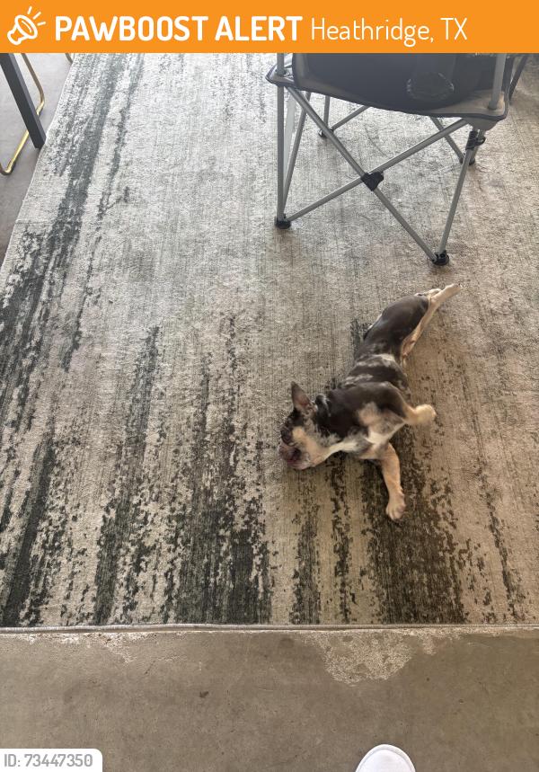 Found/Stray Unknown Dog last seen Chesapeake, Heathridge, TX 75126