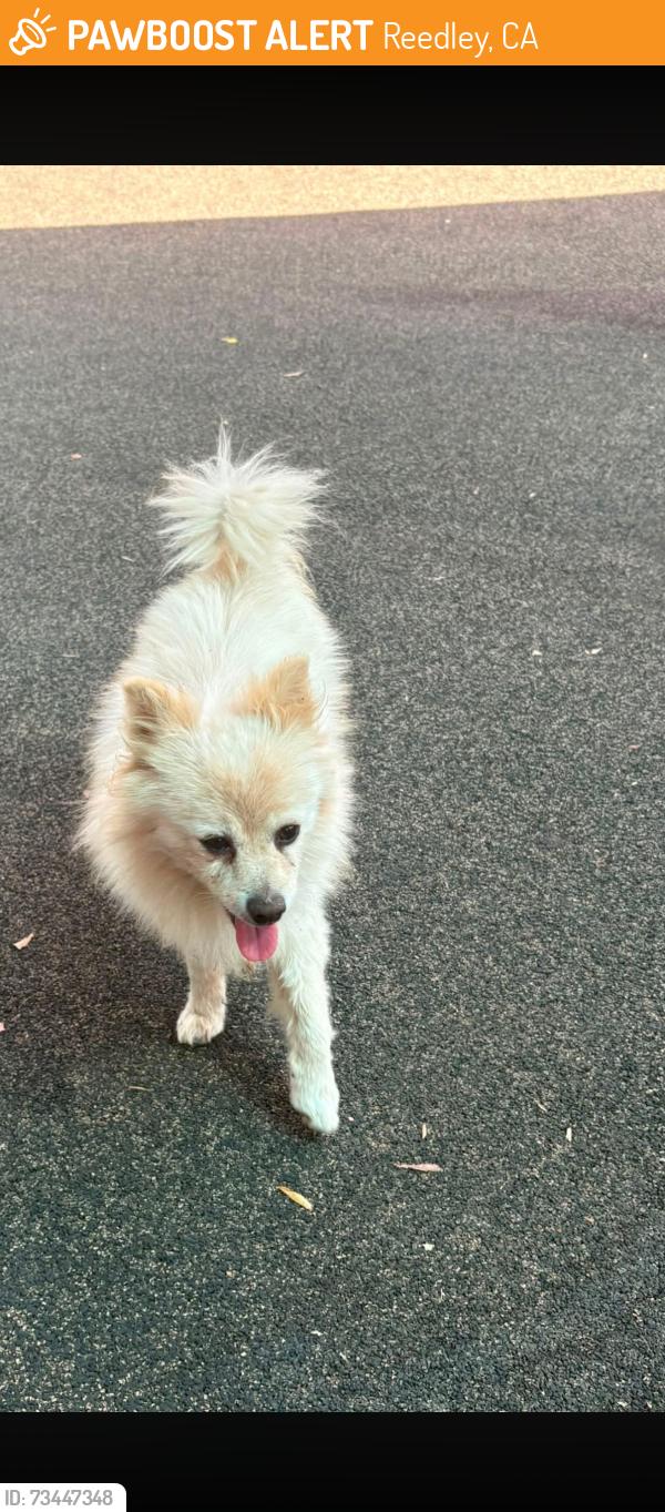 Found/Stray Male Dog last seen Citizens park, Reedley, CA 93654