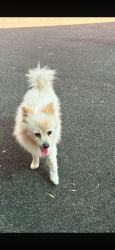 Found/Stray Male Dog last seen Citizens park, Reedley, CA 93654