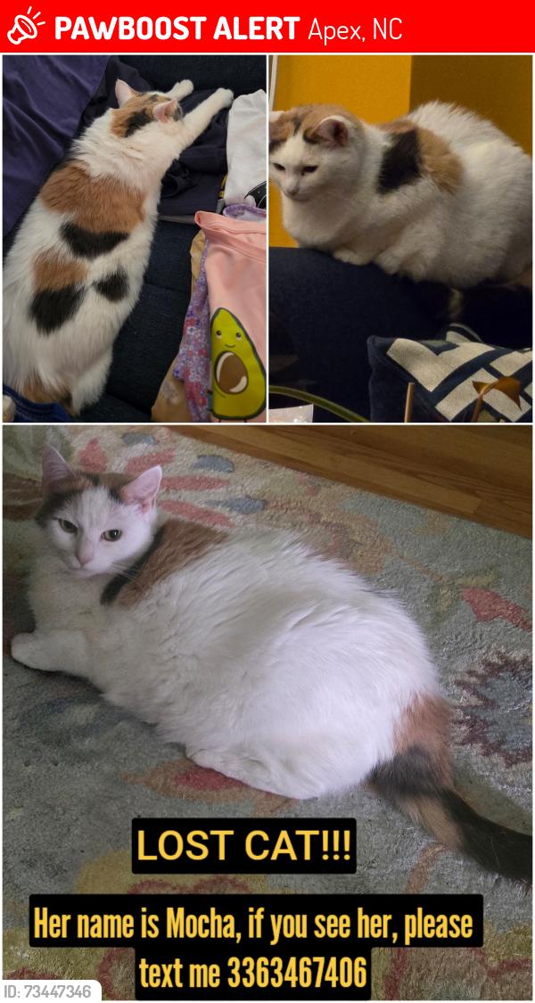 Lost Female Cat last seen Shepherds Vineyard Greenway around Apache Ln, Apex, NC 27502