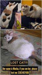Lost Female Cat last seen Shepherds Vineyard Greenway around Apache Ln, Apex, NC 27502